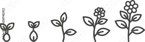 Foto Stages of Plant Growth from Seedling to Flowering Plant.