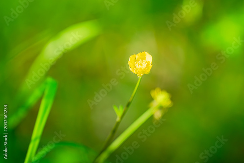 Fotografía Diese kleine Blüte reckt sich einsam, aber stolz in die Höhe, wie eine winzige Sonne, die beschlossen hat, direkt hier, inmitten des grünen Meeres, zu verweilen