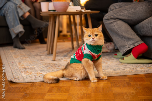 Quadro su tela Golden British Shorthair cat wearing a green and red knitted Christmas sweater sits on the floor of a cozy living room with family members relaxing behind