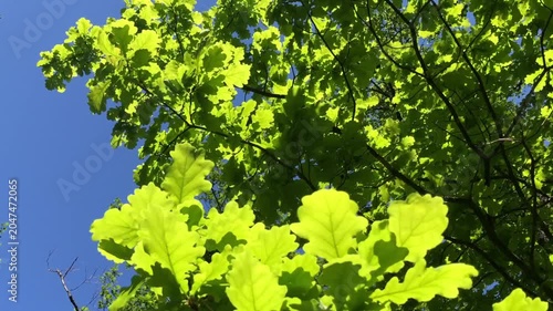 Oak leaves rustle against the clear blue sky, the bright green color of the greenery is typical of young leaves that have just emerged in the spring