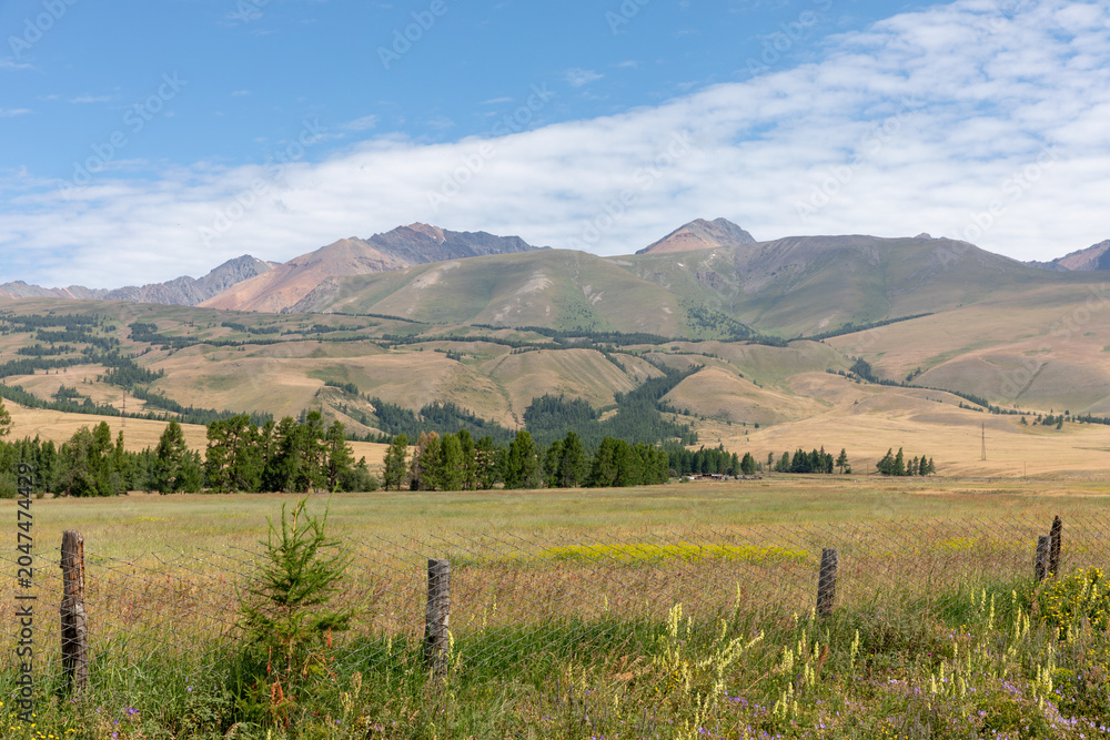 Fototapeta premium Wide summer view of the Kurai Steppe with grassy meadow, wildflowers and fence in the foreground, rolling hills and Altai Mountains in Altai Republic, Russia