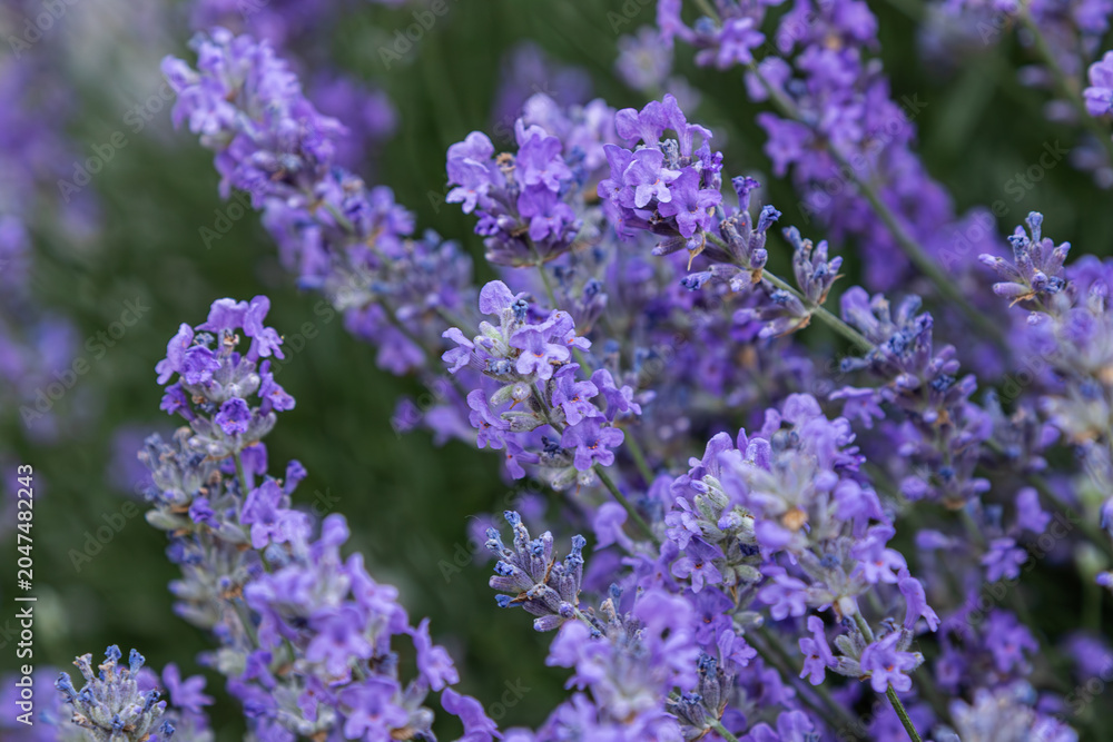 Obraz premium Lavender flowers bloom in vibrant purple hues under sunlight in a tranquil garden