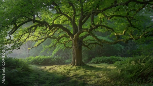 Ancient gnarled tree with mossy branches in a misty forest setting bathed in soft sunlight