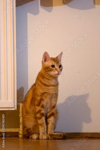 Cat sitting by radiator