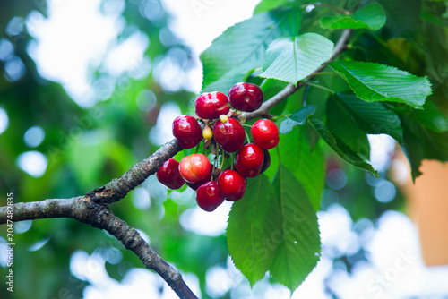Ripe cherry fruits on the cherry tree