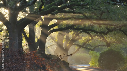 Sunlight beams through ancient mosscovered tree branches creating a magical forest pathway scene