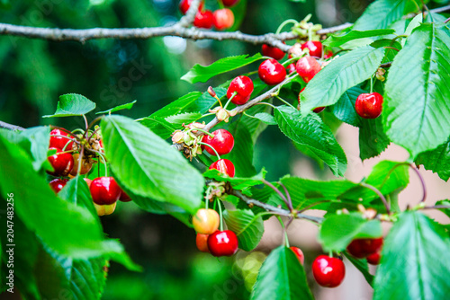 Ripe cherry fruits on the cherry tree