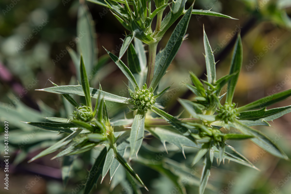Fototapeta premium Eryngium campestre thriving in a natural habitat showcasing its unique spiky leaves and green flower buds under bright sunlight
