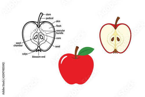 Obraz na płótnie Apple Fruit Anatomy Educational Illustration