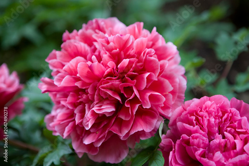 Close-up of a double peony