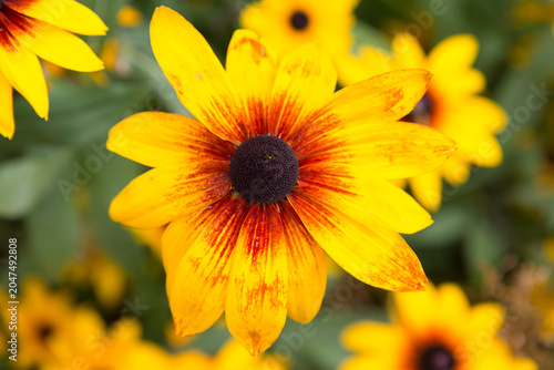 Rudbeckia pilosa flower close-up