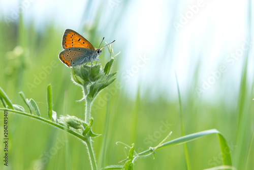 Obraz na płótnie Small copper, Lycaena phlaeas