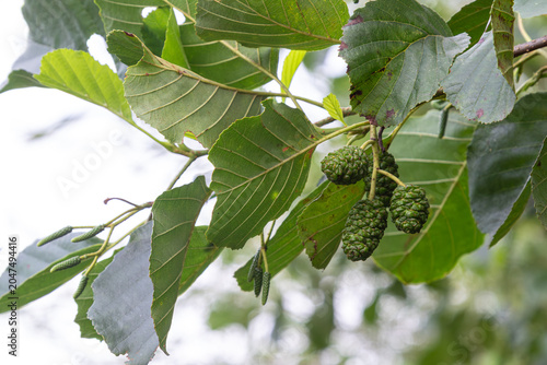 фотографія Common alder branches showcasing green catkins and developing cones in a natural