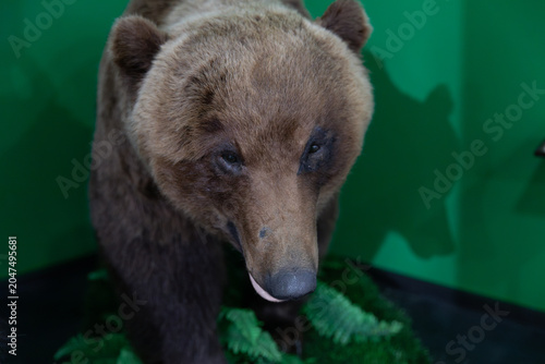 Quadro su tela Petropavlovsk-Kamchatsky, Russia - August 28, 2025: Close-up of a brown bear tax