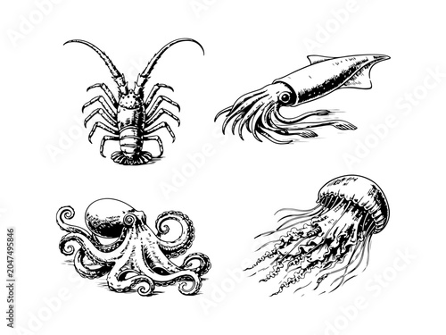 Photography Simple hand drawn icon underwater sea animals set, engraved seafood illustration clip art