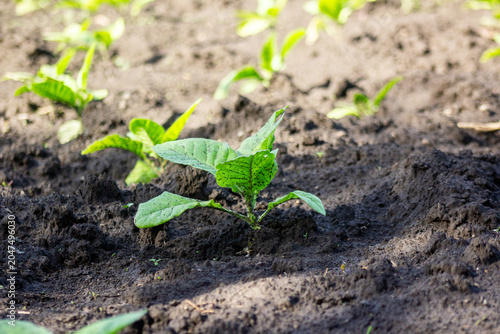 Photos Young green sprout growing in fertile dark soil close up.