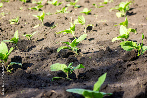 Tableau sur toile Rows of young green sprouts growing in a fertile agricultural field