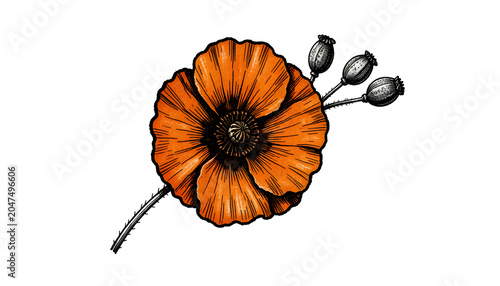 Elegant watercolor illustration of blooming orange poppy flowers with buds, seed pods, and delicate foliage isolated on a light background. Botanical artwork featuring hand-painted floral elements for