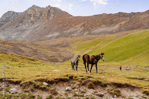 Fotografía Two horses walking on a scenic mountain pasture in Kegety valley, Kyrgyzstan