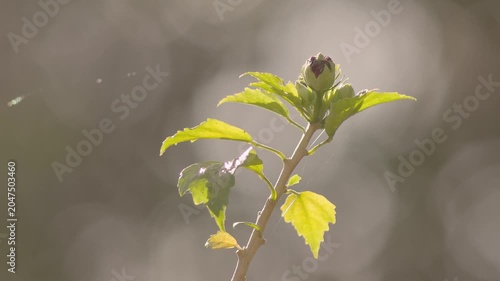 A bud of a rose of Sharon with spiderweb threads attached to it