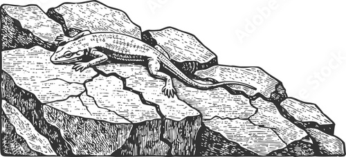 Engraving rock cracks reptile lizard animal crawling nature illustration