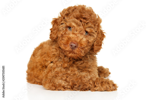 Small red labradoodle puppy lying down on plain background