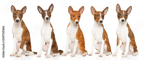 Cuadro en lienzo Five basenji puppies sitting in a row facing forward