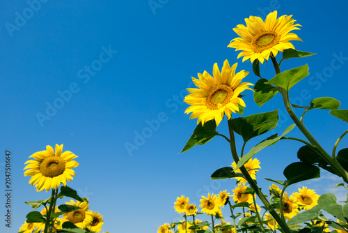 sunflower field over cloudy blue sky