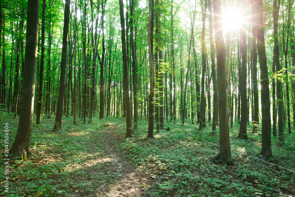 Fototapeta premium green Forest trees. nature green wood sunlight backgrounds