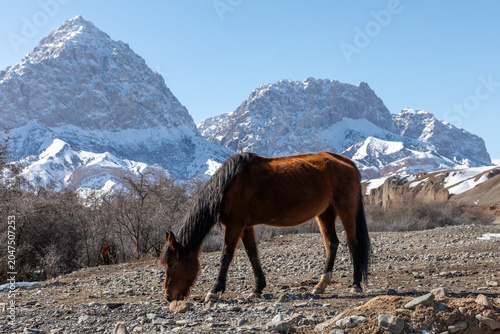 Foto Brown horse grazing on rocky ground in a high mountain valley with snow covered