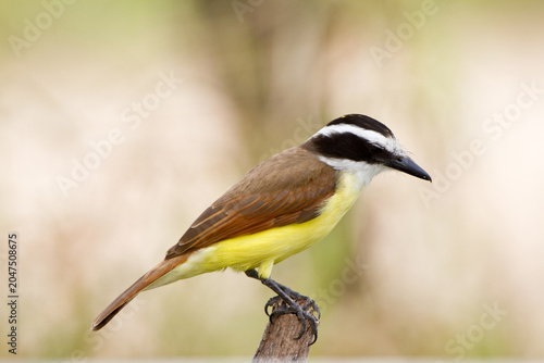 Εκτύπωση καμβά 01246-00401 Great Kiskadee (Pitangus sulphuratus) hunting from perch Starr Co