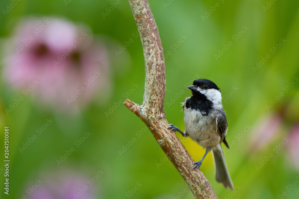 Obraz premium 01299-03304 Carolina Chickadee (Poecile carolinensis) in flower garden, Marion Co., IL