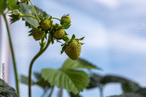 Unripe green strawberries hanging on the plant against blue sky, close-up of developing fruit in a summer garden with shallow depth of field.