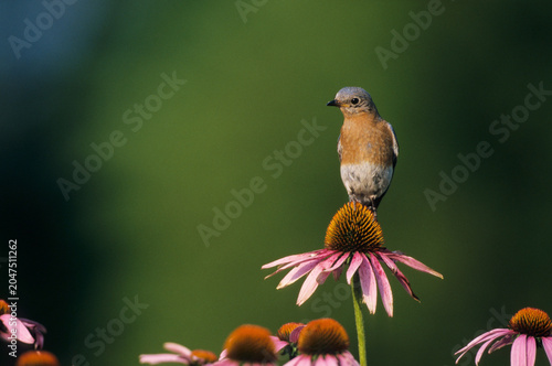 Fotografija 01377-06906 Eastern Bluebird (Sialia sialis) female on Purple coneflowers (Echinacea purpurea) Marion Co