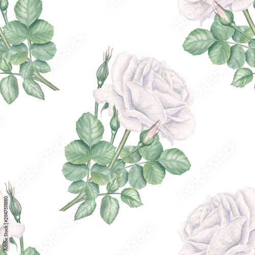 White rose flower seamless pattern on isolated background. Garden blossom and leaf hand drawn watercolor botanical illustration for wedding invitation, greeting card, wallpaper and textile design