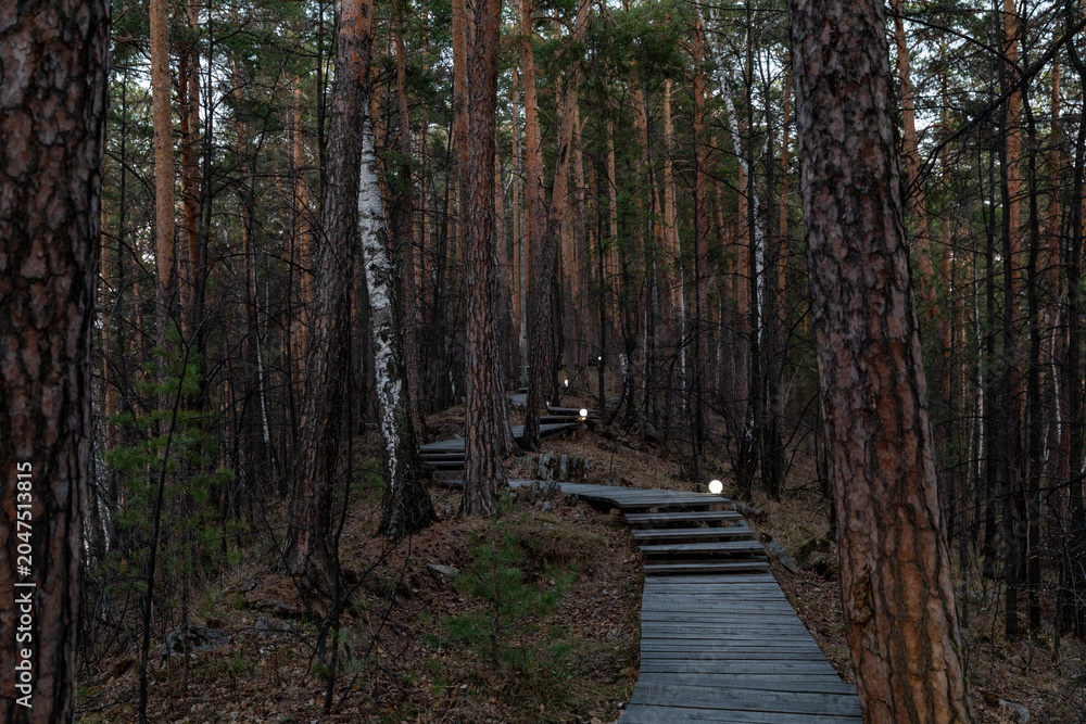 Obraz premium Wooden boardwalk and steps winding through a dense pine forest at dusk, with small ground lights along the path, creating a calm outdoor hiking and travel scene