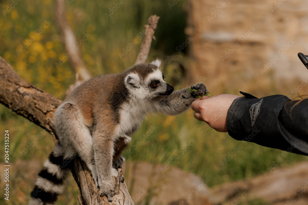 Fototapeta premium Ring-tailed lemur interacts with a person holding a cup. The lemur has gray fur with black and white markings. The person is wearing a green jacket