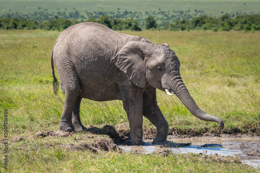 Fototapeta premium African elephant stands by waterhole on savanna