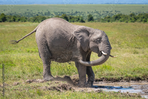 Photography African elephant enjoys mud bath on savanna