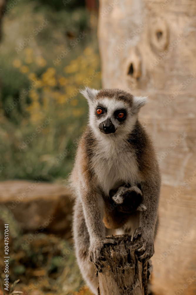 Fototapeta premium Mother lemur carrying her little kid