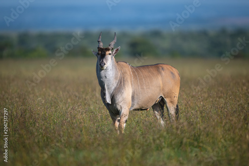 Canvas Print Common eland stands watching camera in grassland