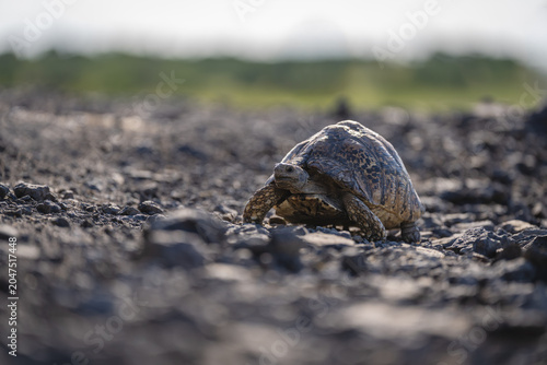 Canvas Print Leopard tortoise crossing rocky slope toward camera