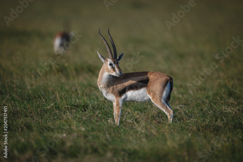 Photography Grant gazelle with catchlight stands watching camera