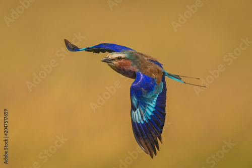 Photography Lilac-breasted roller with catchlight against golden sky