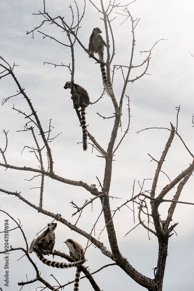 Fototapeta premium Silhouette of group lemur sits on a branch in a natural setting. The lemur has distinctive black and white facial markings and a long striped tail