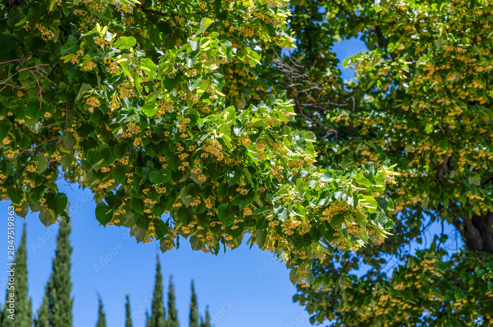 Fototapeta premium Gros plan sur une branche de tilleul en fleurs