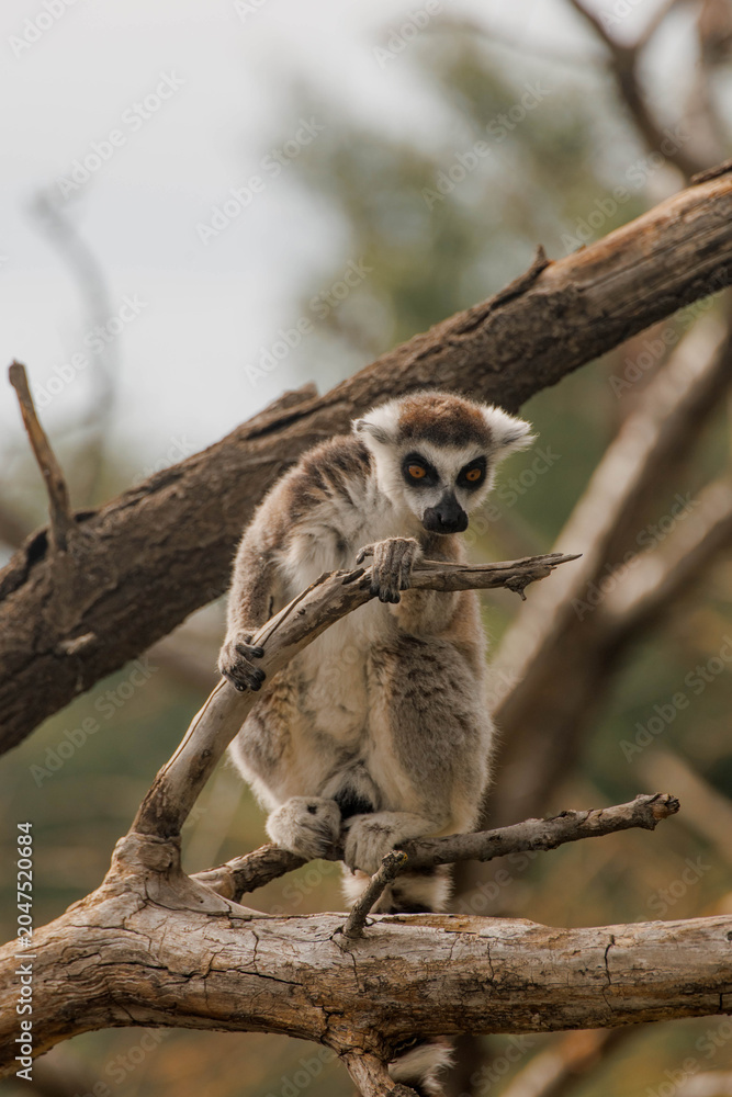 Fototapeta premium Ring-tailed lemur stands on a branch in a natural setting. The lemur has distinctive black and white facial markings and a long striped tail