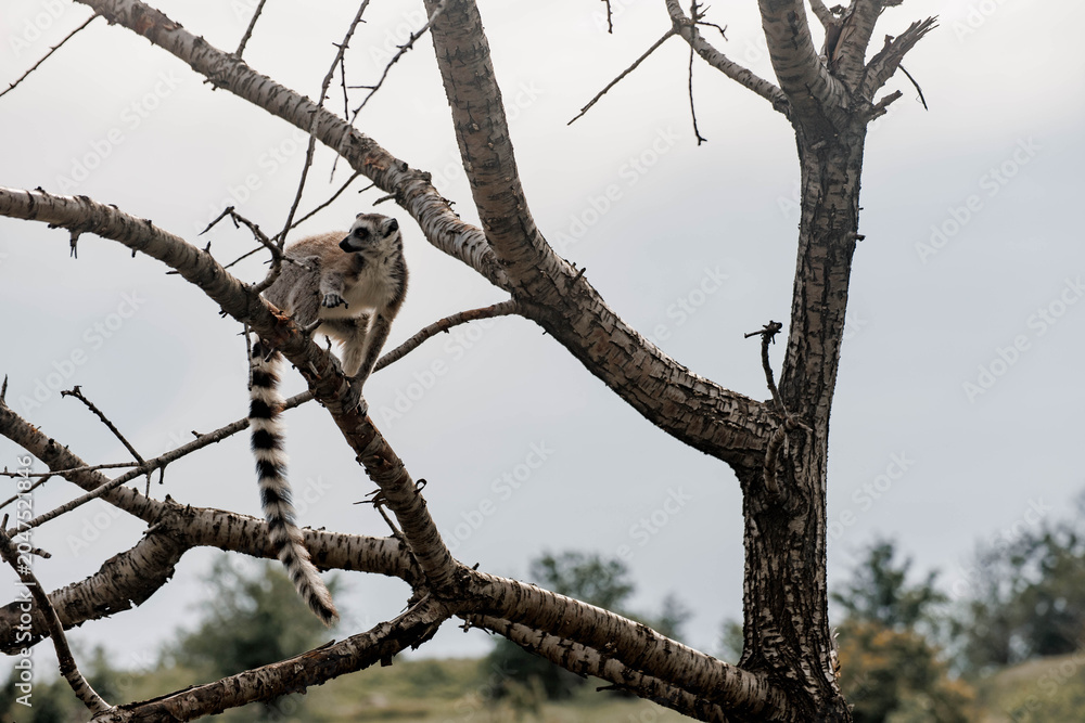 Fototapeta premium Ring-tailed lemur stands on a branch in a natural setting. The lemur has distinctive black and white facial markings and a long striped tail