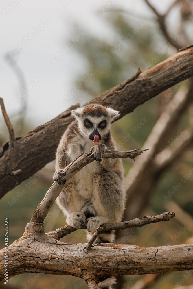 Fototapeta premium Ring-tailed lemur stands on a branch in a natural setting. The lemur has distinctive black and white facial markings and a long striped tail