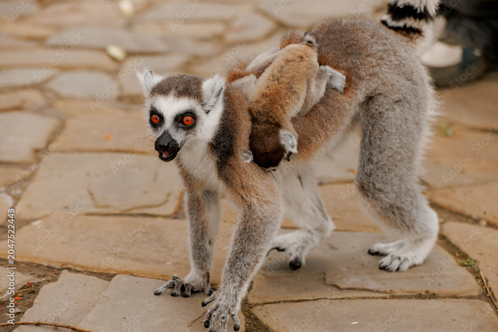 Fototapeta premium Mother lemur carrying her little kid on her back